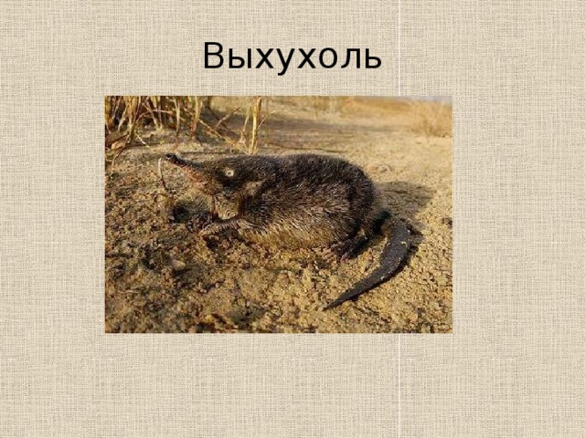 Животные костромской области проект
