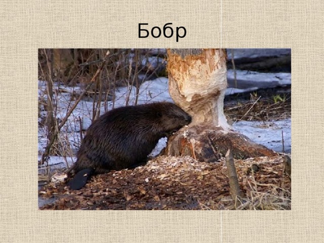 Животные костромской области проект