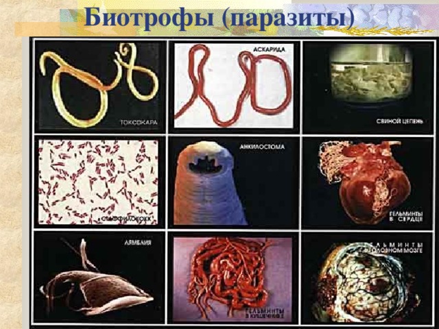 Биотрофы (паразиты) 
