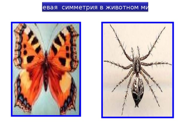  Осевая симметрия в животном мире 