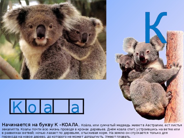 В австралии живут медведи. Коала это медведь или. Коалиция коалы. Коала медведь презентация для детей. Коала интересные факты.