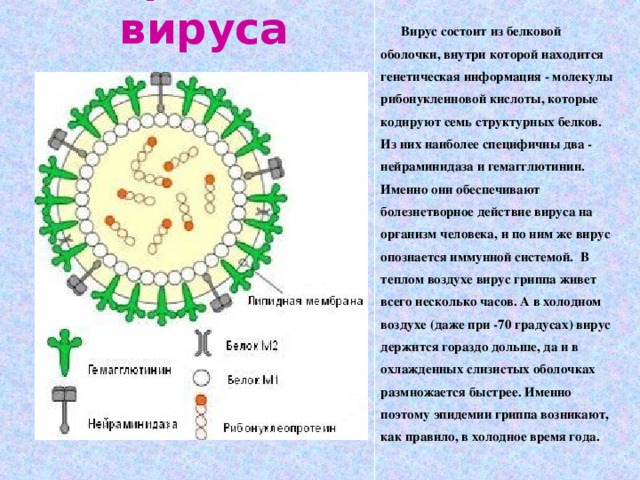 Вирусы состоят из