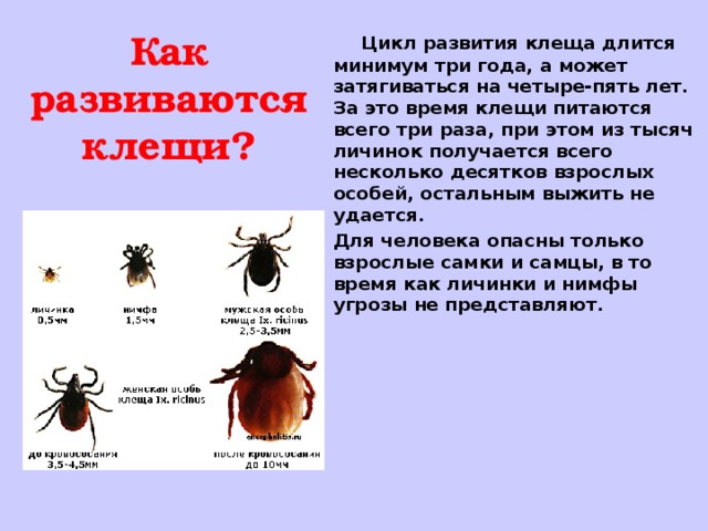 Презентация осторожно клещи 2 класс