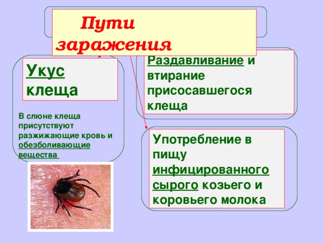 Осторожно клещи картинки презентация