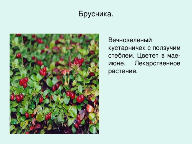 Растения в лесу описание и примеры