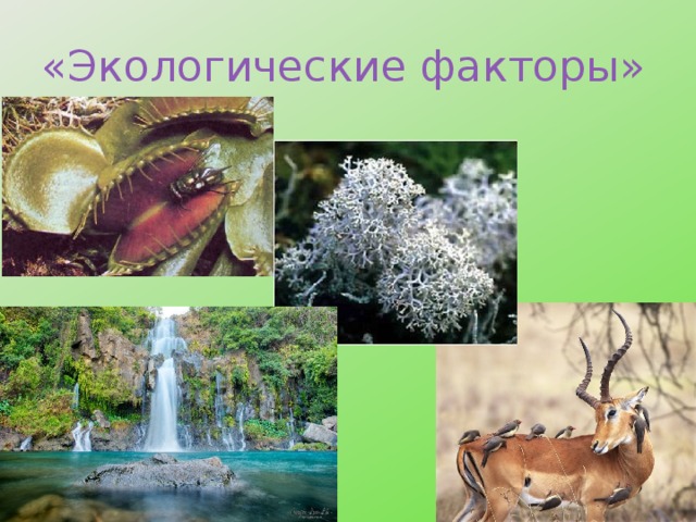 «Экологические факторы» 