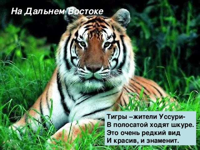На Дальнем Востоке Байкал  Есть в тайге сибирской нашей Больше моря чудо – чаша Это – озеро Байкал В окруженье  диких скал. Таёжная картинка Кедры, пихты, сосняки Лось рогатый у реки Куропатка бьёт крылом, По реке плывёт паром. Тигры –жители Уссури- В полосатой ходят шкуре. Это очень редкий вид И красив, и знаменит. 
