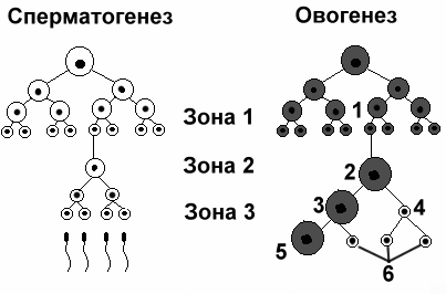 Овогенез картинка егэ