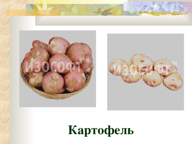 Картофель 