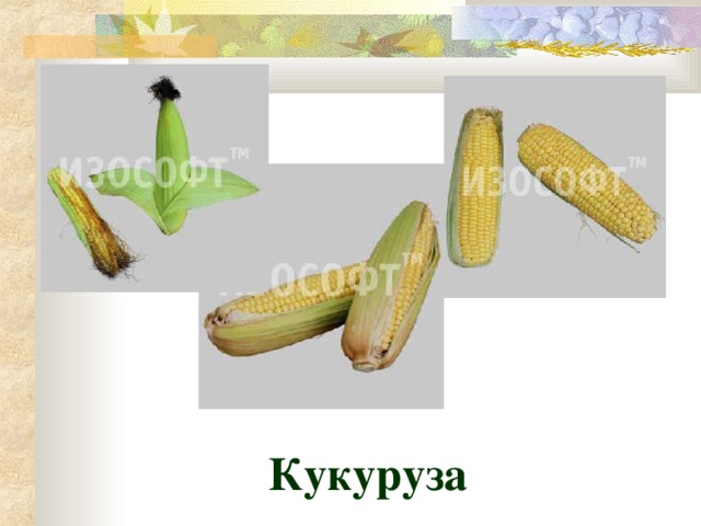 Кукуруза 