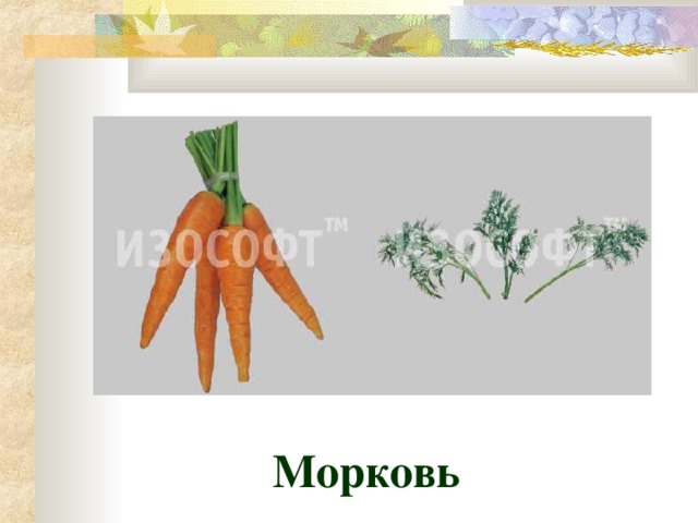 Морковь 