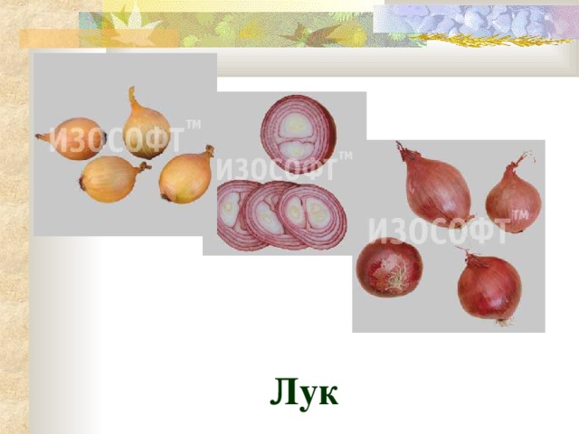 Лук 