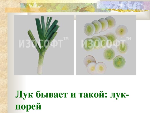 Лук бывает и такой: лук-порей 