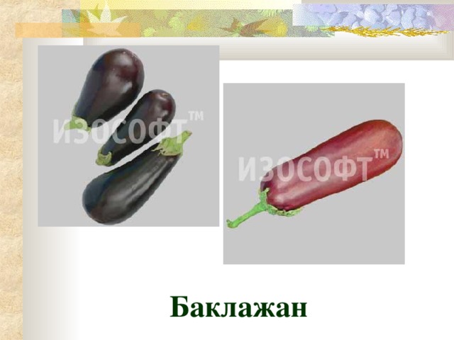 Баклажан 