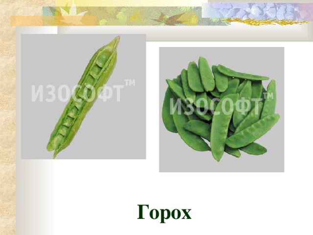 Горох 