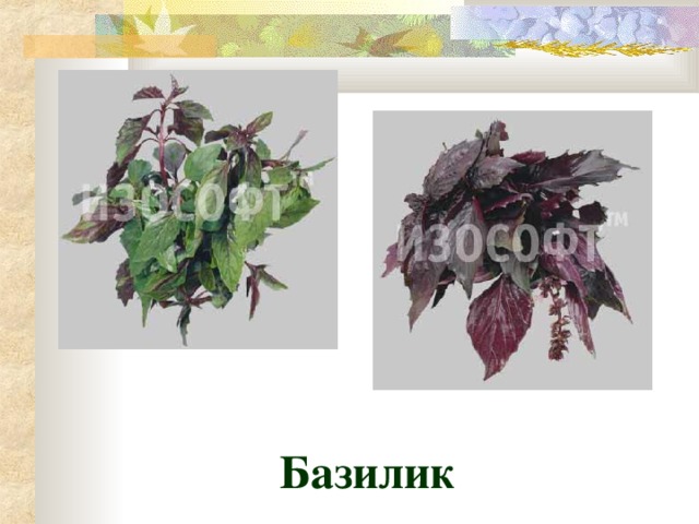 Базилик 