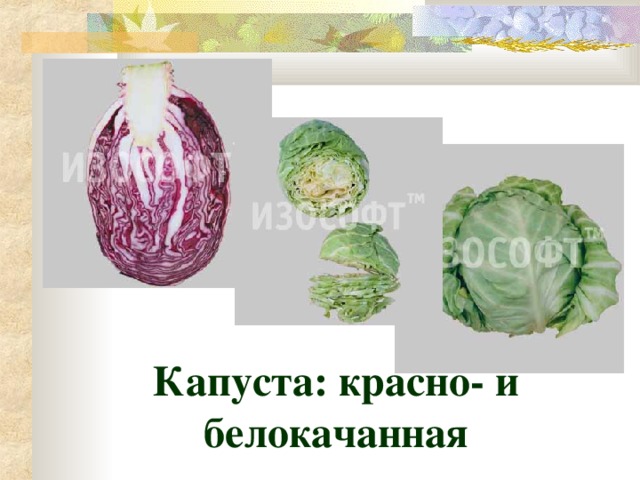 Капуста: красно- и белокачанная 
