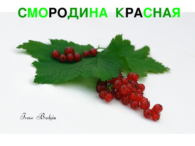 С МО РО ДИ НА  К РА С НА Я 