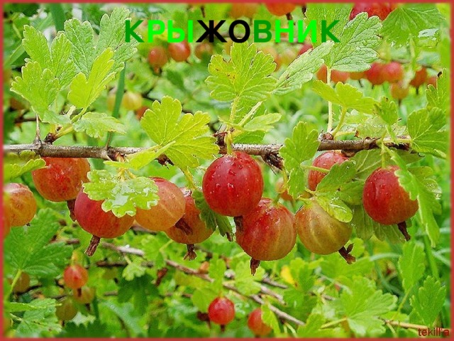 К РЫ ЖО В НИ К 