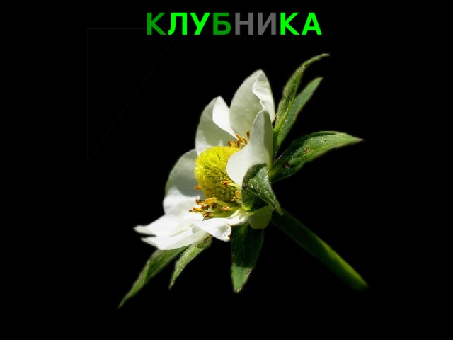 К ЛУ Б НИ КА 