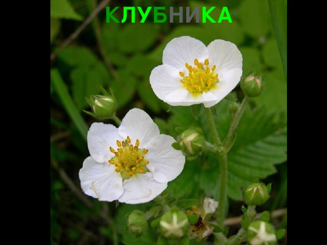 К ЛУ Б НИ КА 