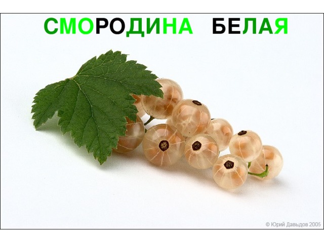 С МО РО ДИ НА БЕ ЛА Я 