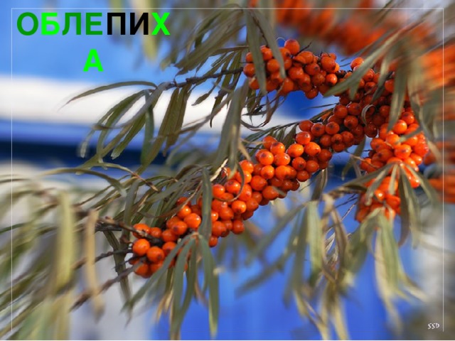 О Б ЛЕ ПИ ХА 