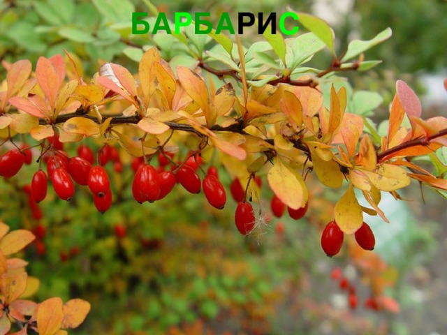 БА Р БА РИ С 