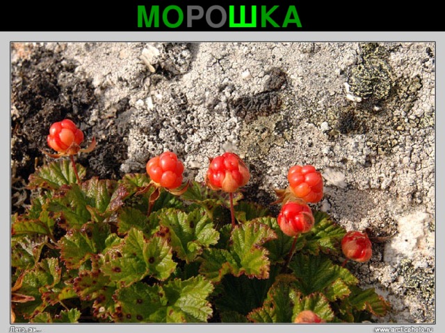 МО РО Ш КА 