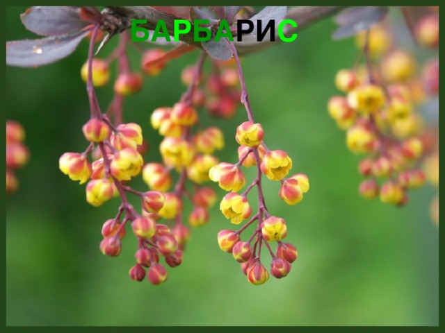 БА Р БА РИ С 