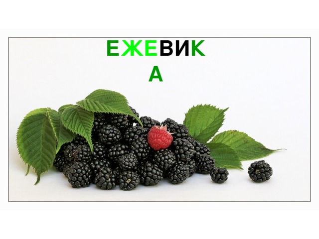 Е ЖЕ ВИ КА 