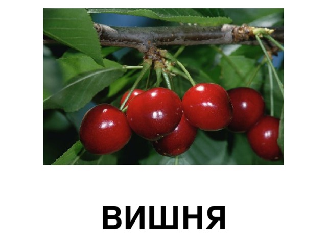 ВИШНЯ 