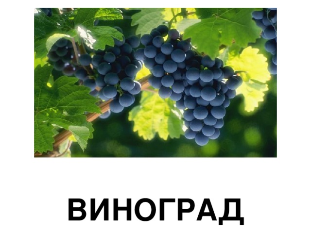 ВИНОГРАД 