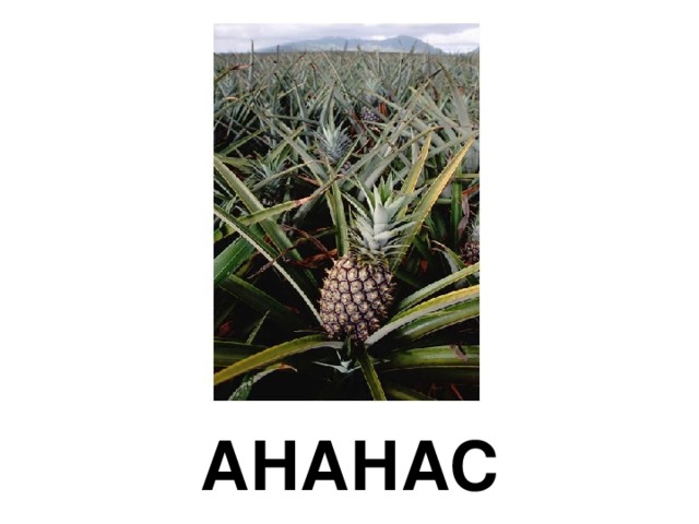 АНАНАС 