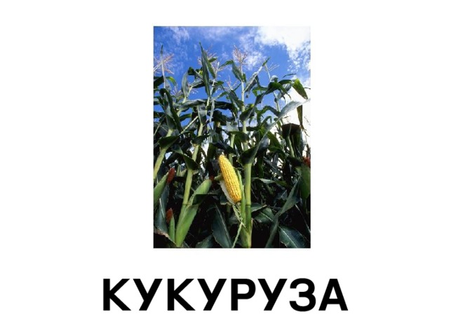КУКУРУЗА 
