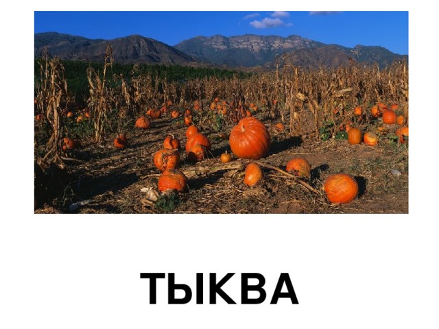 ТЫКВА 