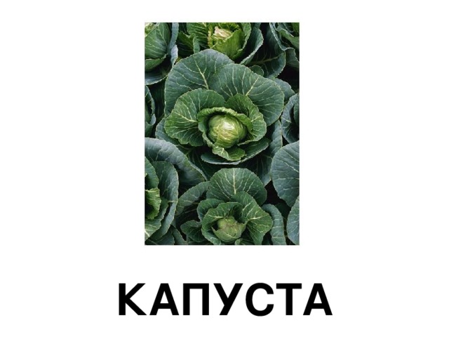 КАПУСТА 