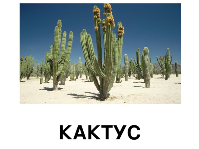 КАКТУС 