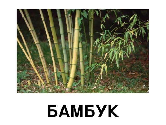 БАМБУК 