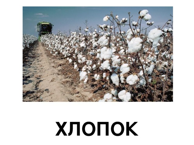ХЛОПОК 