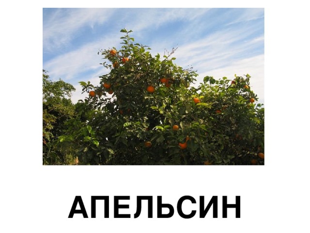 АПЕЛЬСИН 