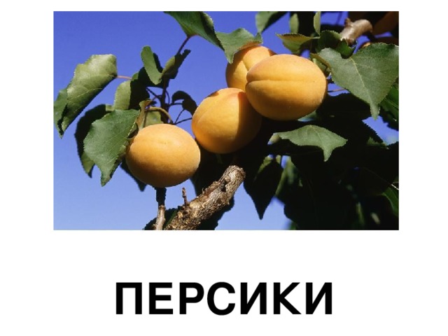 ПЕРСИКИ 