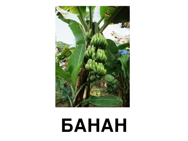 БАНАН 