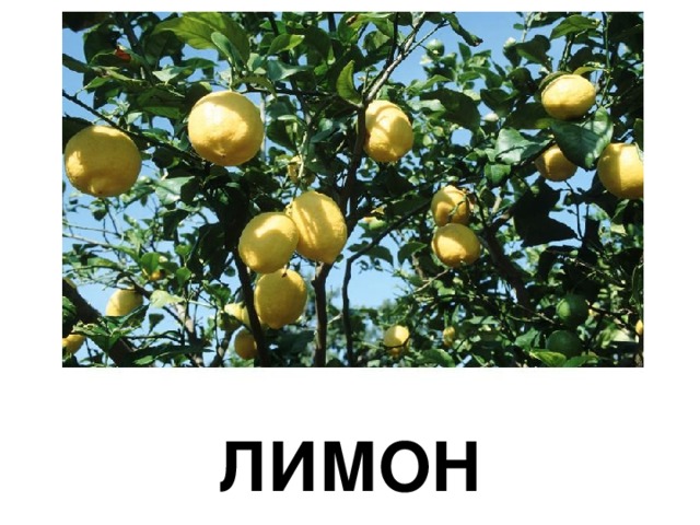 ЛИМОН 