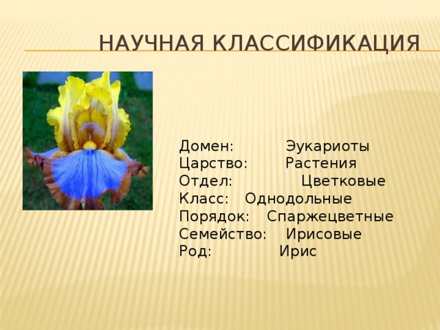 Научная классификация Домен: Эукариоты Царство: Растения Отдел:  Цветковые Класс:  Однодольные Порядок:  Спаржецветные Семейство: Ирисовые Род:  Ирис 