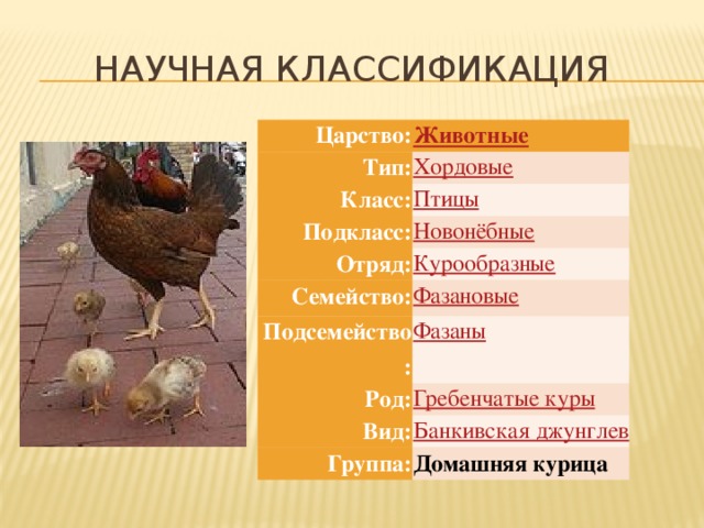 Научная классификация Царство: Тип: Класс: Подкласс: Отряд: Семейство: Подсемейство: Род: Вид: Группа: Домашняя курица 