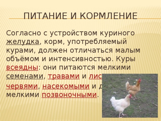 Питание и кормление Согласно с устройством куриного  желудка , корм, употребляемый курами, должен отличаться малым объёмом и интенсивностью. Куры  всеядны : они питаются мелкими  семенами ,  травами  и  листьями ,  червями ,  насекомыми  и даже мелкими  позвоночными . 