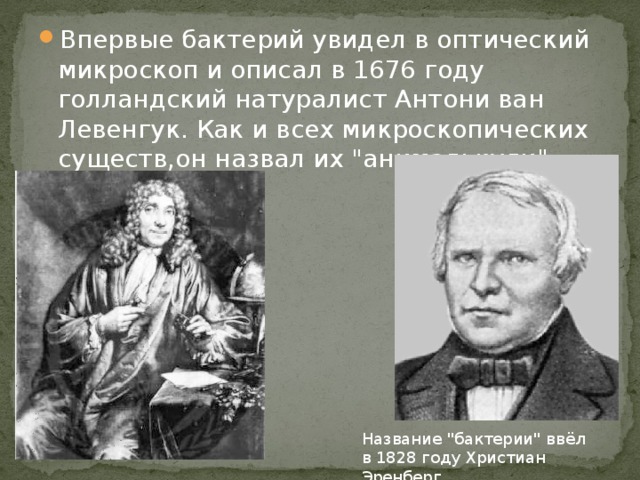 Впервые бактерий увидел в оптический микроскоп и описал в 1676 году голландский натуралист Антони ван Левенгук. Как и всех микроскопических существ,он назвал их 