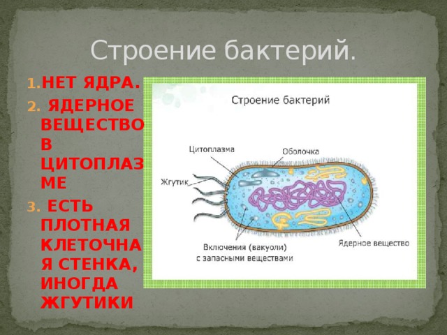 Ядерное вещество у бактерий расположено в. Строение ядра бактериальной клетки. Строение клетки бактерии ядро. У бактериальной клетки есть ядро. Ядерное вещество бактериальной клетки.