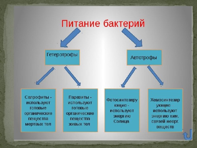 Питание бактерий. 